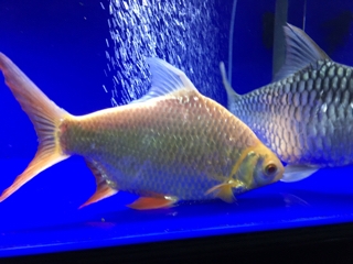 アルビノレッドフィンバルブ | 入荷情報ブログ 【アクアヒス】熱帯魚