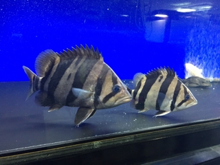 ダトニオリアルバンド | 入荷情報ブログ 【アクアヒス】熱帯魚・爬虫類・水槽・中古器具