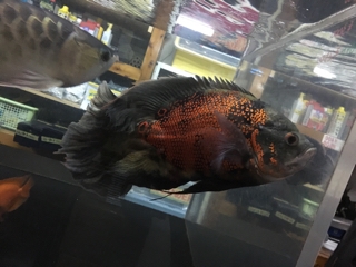 ロングフィンレッドオスカー