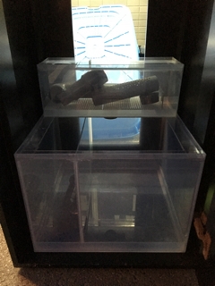 中古45cmガラスオーバーフロー水槽セット | 入荷情報ブログ