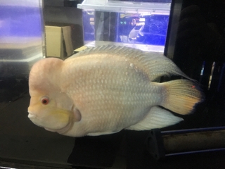 レッドテキサスシクリッド | 入荷情報ブログ 【アクアヒス】熱帯魚・爬虫類・水槽・中古器具