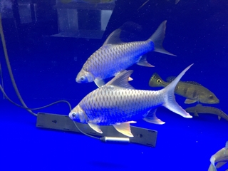 レッドフィンバルブ　イエローフィンバルブ　3匹 イエローフィンバルブ | 入荷情報ブログ 【アクアヒス】熱帯魚・爬虫類