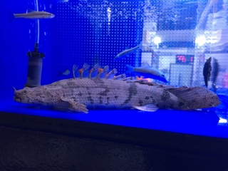エンドリケリーセミショート | 入荷情報ブログ 【アクアヒス】熱帯魚
