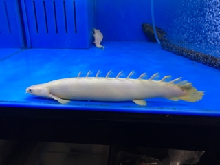 プラチナセネガルス | 入荷情報ブログ 【アクアヒス】熱帯魚