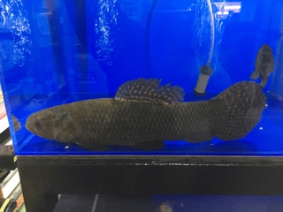 ブラックタライロン | 入荷情報ブログ 【アクアヒス】熱帯魚・爬虫類  