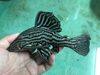 プラチナロイヤルプレコ | 入荷情報ブログ 【アクアヒス】熱帯魚・爬虫類・水槽・中古器具