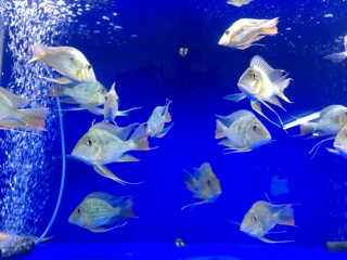 熱帯魚 ショート個体ゲオ アロワナ