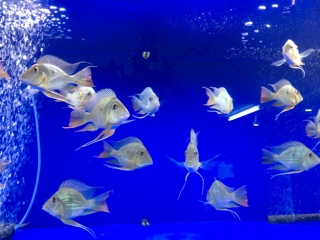 ゲオファーガスショート | 大型魚(アロワナ・エイ) 爬虫類の在庫情報 