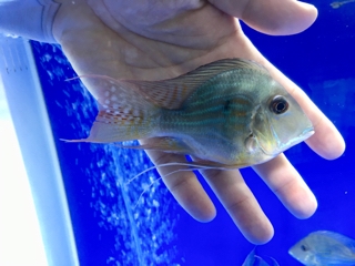 ゲオファーガスショート | 大型魚(アロワナ・エイ) 爬虫類の在庫情報 