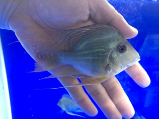 熱帯魚 ショート個体ゲオ アロワナ