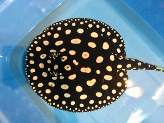 ダイヤモンドポルカ | 入荷情報ブログ 【アクアヒス】熱帯魚・爬虫類 