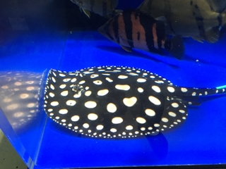 ダイヤモンドポルカ | 入荷情報ブログ 【アクアヒス】熱帯魚・爬虫類 