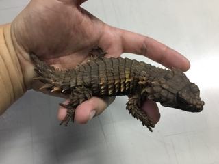 アルマジロトカゲ | 入荷情報ブログ 【アクアヒス】熱帯魚