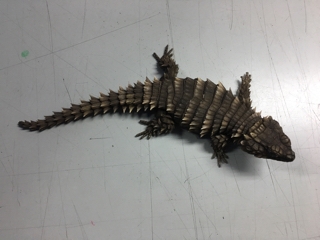 アルマジロトカゲ | 入荷情報ブログ 【アクアヒス】熱帯魚 アルマジロトカゲ | 入荷情報ブログ 【アクアヒス】熱帯魚
