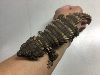 アルマジロトカゲ | 入荷情報ブログ 【アクアヒス】熱帯魚