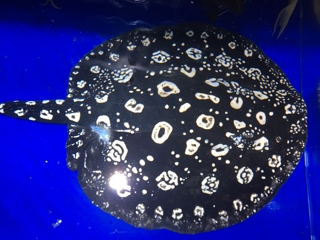 ダイヤモンドポルカ | 入荷情報ブログ 【アクアヒス】熱帯魚・爬虫類 