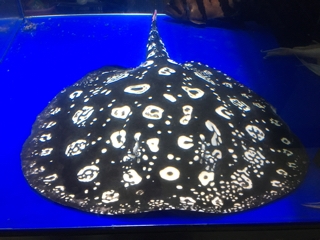 ダイヤモンドポルカ | 入荷情報ブログ 【アクアヒス】熱帯魚・爬虫類 