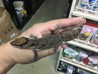 ハスオビビロードヤモリ | 入荷情報ブログ 【アクアヒス】熱帯魚