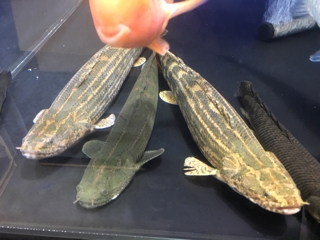 ビキールコリバ | 入荷情報ブログ 【アクアヒス】熱帯魚・爬虫類