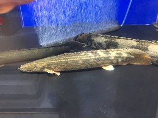 ビキールコリバ | 入荷情報ブログ 【アクアヒス】熱帯魚・爬虫類