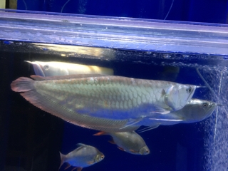 シルバーアロワナ アルビノ セミショート 50センチ