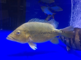 キクラメラニアエ | 入荷情報ブログ 【アクアヒス】熱帯魚・爬虫類 