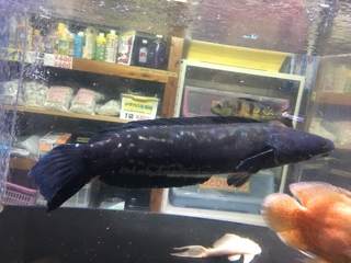 トーマンエマス | 入荷情報ブログ 【アクアヒス】熱帯魚・爬虫類・水槽 