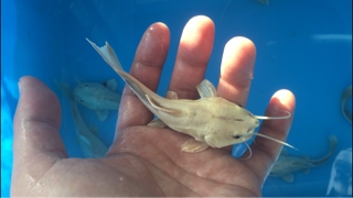 【GoodSize】プラチナレッドテールキャット約25センチ/直接渡しにて プラチナレッドテールキャット - アジアアロワナ・アクリル水槽・淡水