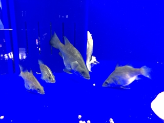 バラマンディショート | 入荷情報ブログ 【アクアヒス】熱帯魚・爬虫類