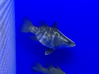 バラマンディショート | 入荷情報ブログ 【アクアヒス】熱帯魚・爬虫類 