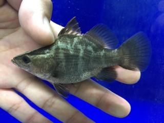 バラマンディショート | 入荷情報ブログ 【アクアヒス】熱帯魚・爬虫類