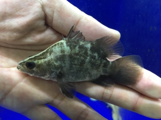 バラマンディショート | 入荷情報ブログ 【アクアヒス】熱帯魚・爬虫類