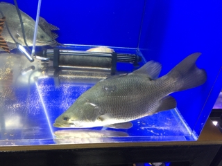 バラマンディショート2 | 入荷情報ブログ 【アクアヒス】熱帯魚 