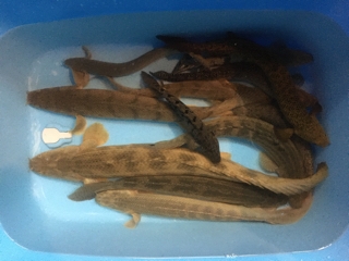 ポリプテルスいろいろ | 入荷情報ブログ 【アクアヒス】熱帯魚・爬虫類 