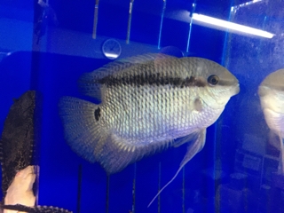 シクラソマ フェスチバム | 入荷情報ブログ 【アクアヒス】熱帯魚 