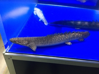 オルナティピンニス | 入荷情報ブログ 【アクアヒス】熱帯魚・爬虫類 