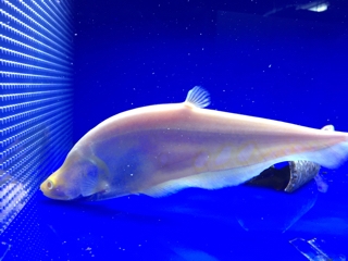アルビノピュアホワイトナイフ | 入荷情報ブログ 【アクアヒス】熱帯魚 
