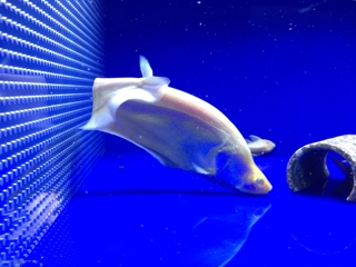 アルビノピュアホワイトナイフ | 入荷情報ブログ 【アクアヒス】熱帯魚 