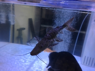 ウルトラショート タイガーシャベル