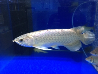 ナミグリーンアロワナ | 入荷情報ブログ 【アクアヒス】熱帯魚・爬虫類 