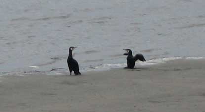 ウミウ