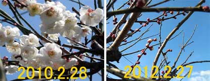 2012.2.27.梅の様子