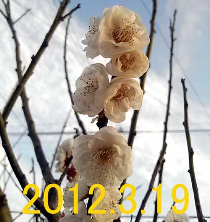 2012.3.19
