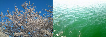 3月後半〜4月前半