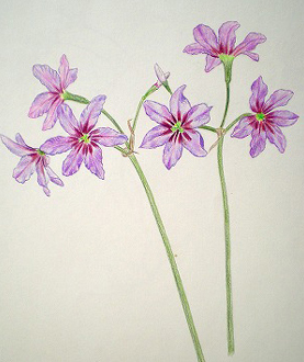 紫の花 絵 イラストと楽しいクラフト