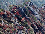 石鎚山の紅葉