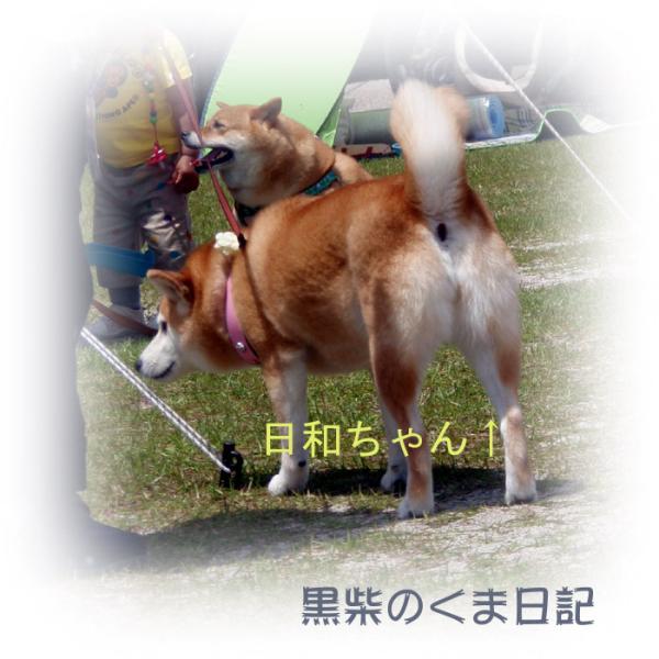 柴犬オフ会その1 黒柴のくま日記