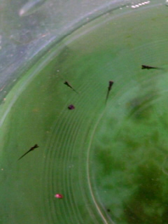 TS3V08100001.jpg
