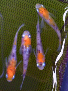 TS3V021000010001.jpg