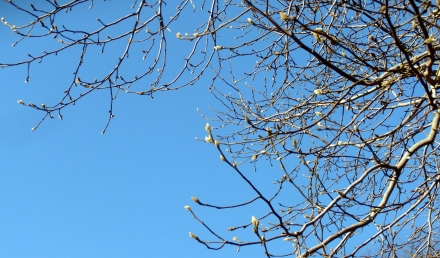 s-2011 Jan18 033.jpg